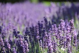 薰衣草 2016